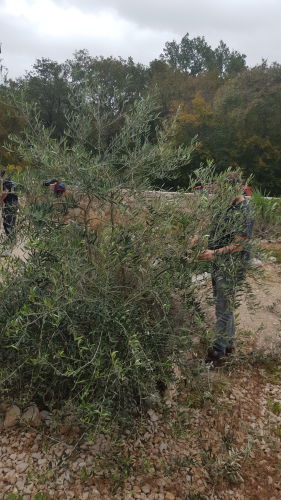 Olivenbaum in Barusici beschneiden