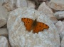 <p>Schmetterling auf einem Stein</p>